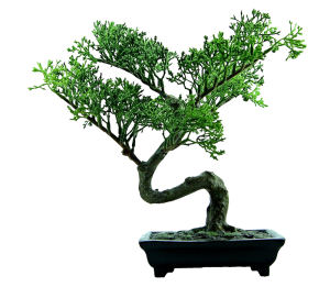 Bonsai Logo