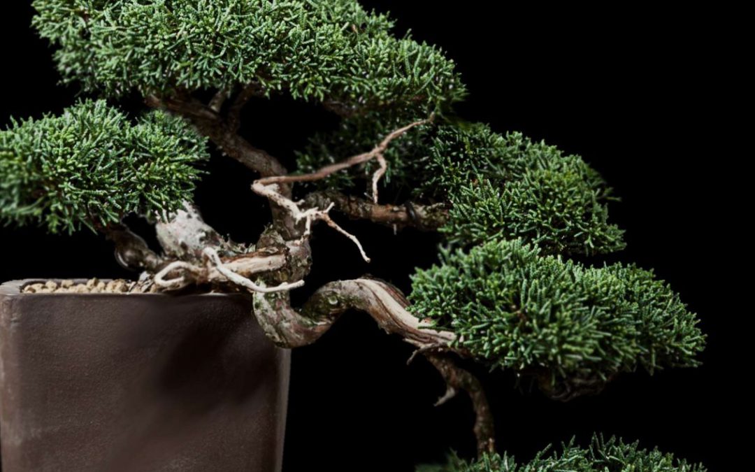 Bonsai-Grundlagen IIIGestalten lernen16.Mai 2026