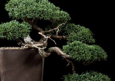 Bonsai-Grundlagen IIIGestalten lernen16.Mai 2026