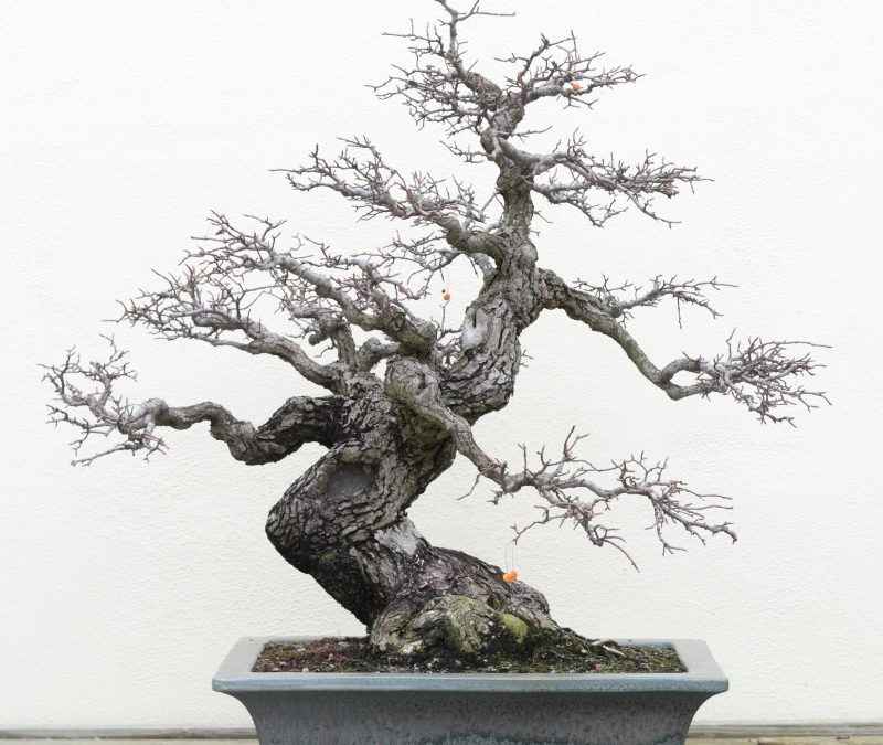 Bonsai Grundlagen II AufbaukursABGELAUFENBildergalerie