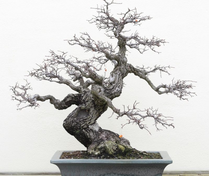 Bonsai Grundlagen II Aufbaukurs04.Oktober 2025