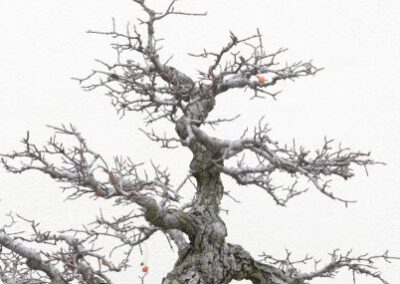 Bonsai Grundlagen II Aufbaukurs04.Oktober 2025