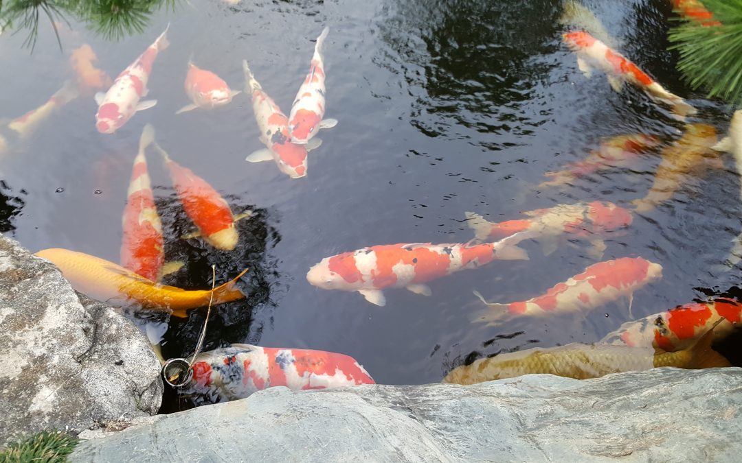SOMMERFESTIm Dojo26. August 2023Für Mitglieder des Bonsai-AK, der Yoga-und Sumi-e-Gruppen