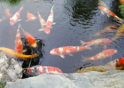 SOMMERFESTIm Dojo26. August 2023Für Mitglieder des Bonsai-AK, der Yoga-und Sumi-e-Gruppen