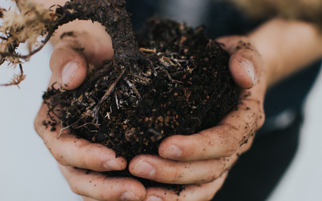 Bonsai-Grundlagen IBonsai für EinsteigerPflanze und Material inklusivABGELAUFENBildergalerie