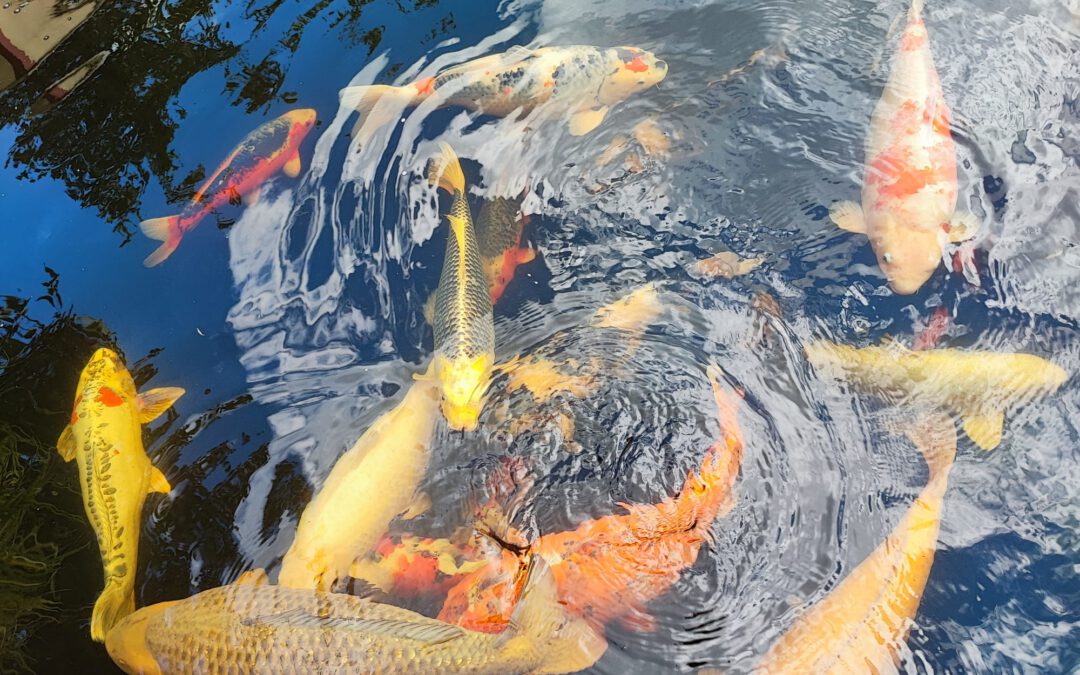 SOMMERFEST22 August 2026